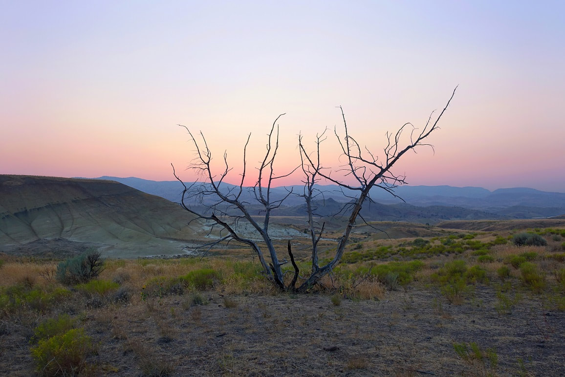 Sunset showing one of the many old trees at the Painted Hills in the John Day Fossil Beds