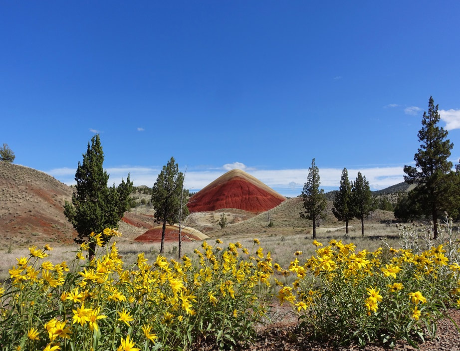Wildflowers blooming in the summer at Red Hill in the Painted Hills of Oregon